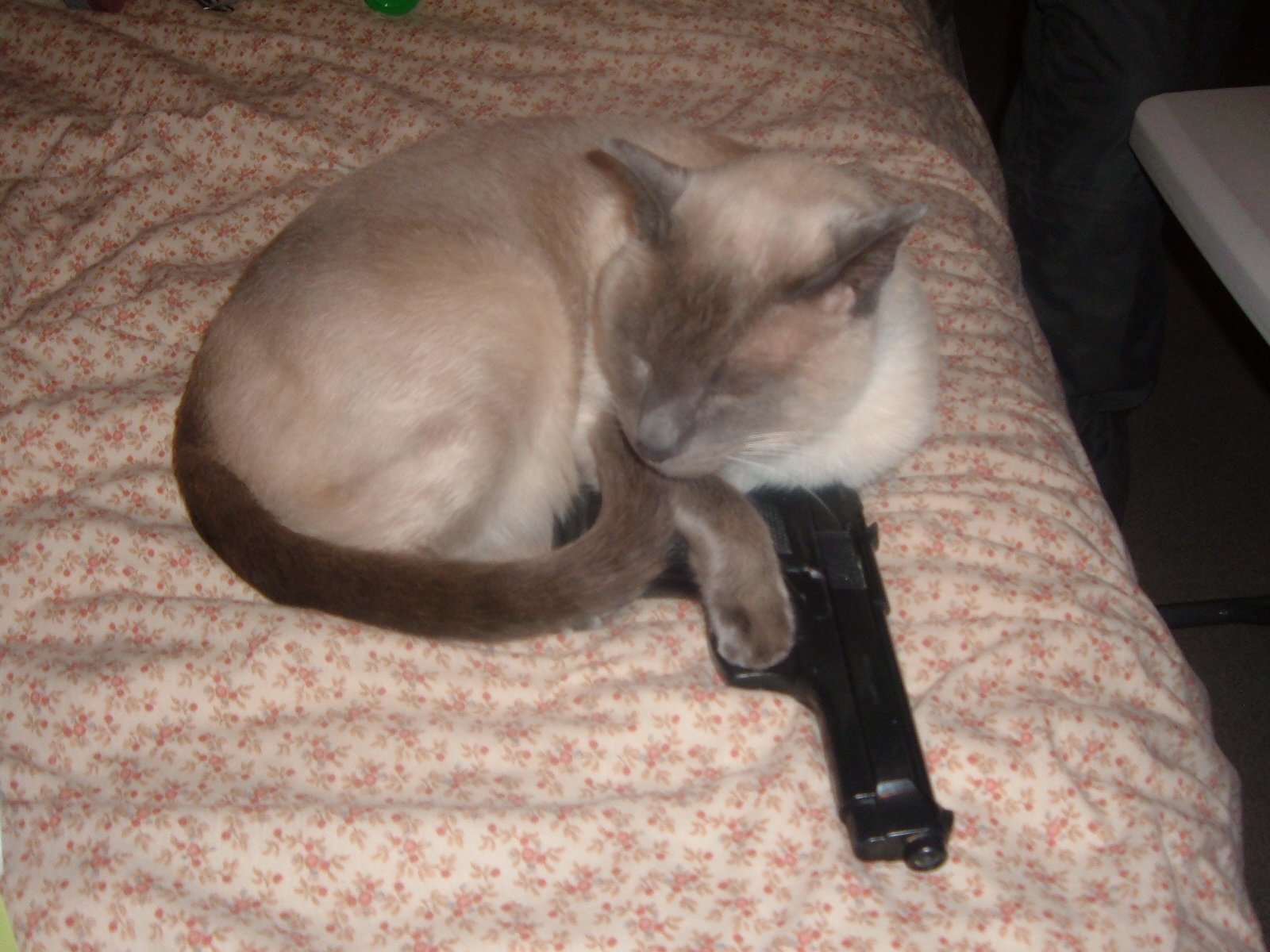 Siamese_Cat_With_A_Gun_by_The_Cat_House.jpg